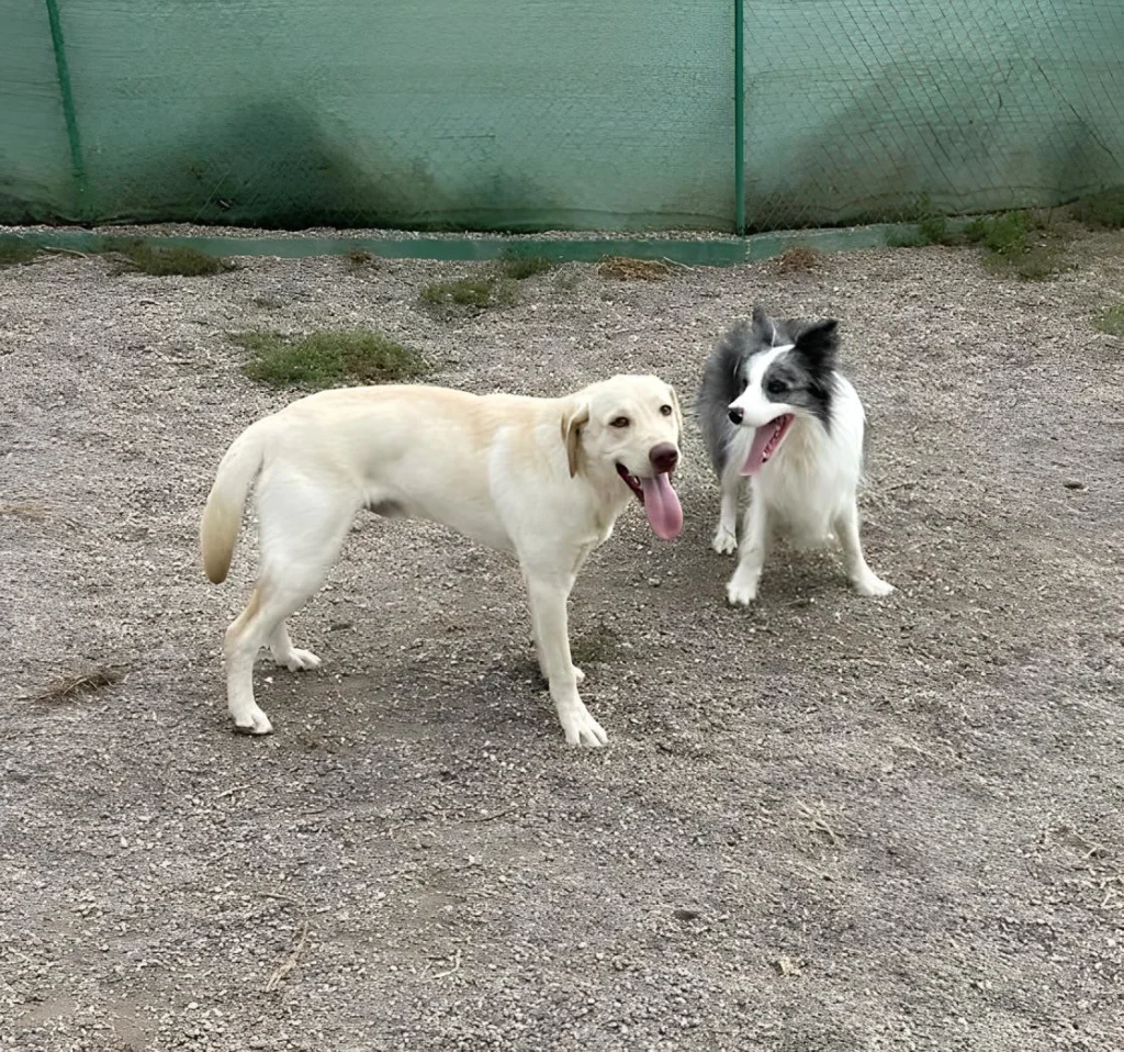 Dos perros con la lengua afuera