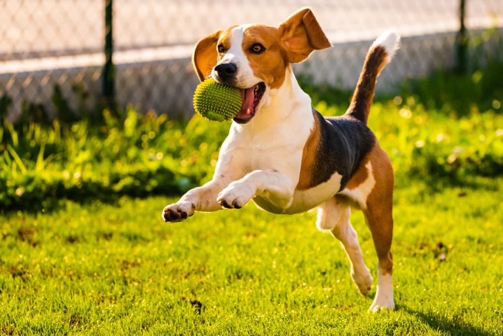 Un perro con una pelota verde en la boca